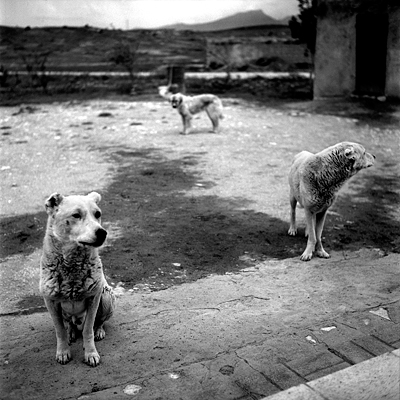 Dogubayazit, Turkey, 2010
, julien aubert